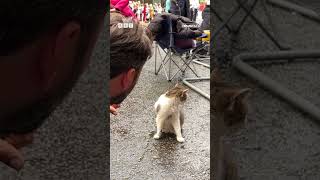 Interview with Larry the Cat  Newsround 10downingstreet shorts [upl. by Affer310]