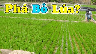 Đông Paulo  THẤT TRẬN Với Lúa Nước Mùa Khô Phải Làm Gì Bây Giờ [upl. by Acirne596]