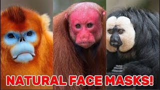 10 Bizarre Looking Monkeys You Wont Believe Actually Exist [upl. by Ainolloppa765]