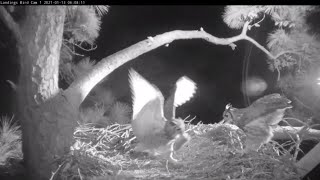 Great Horned Owls Screech Chatter And Hoot During Breakfast Delivery – Jan 13 2021 [upl. by Chrisman]