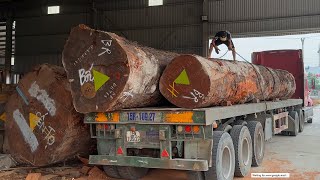 Wood Cutting Skills  Giant Wood Sawing Machine Works NonStop [upl. by Yniffit]