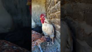 Rooster amp Hens Snuggle Space A Farm Favorite FarmAnimals shorts trending birds fyp pets [upl. by Audwin]