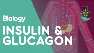 Insulin and Glucagon  Physiology  Biology  FuseSchool [upl. by Ajnos]