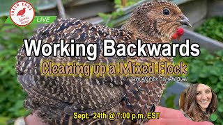 quotWorking Backwardsquot Cleaning up a Mixed line  Coturnix Corner LIVE [upl. by Cohen]