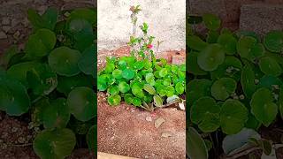 garden Hydrocotyle plant shortvideo plz👍👍 subscribe my chenal video [upl. by Ylekalb]