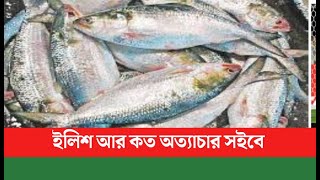 ইলিশ আর কত অত্যাচার সইবে Ilish Fish  Fishermen  Ilish  Prohibition Quality Tv Bangla [upl. by Leahcimdivad]