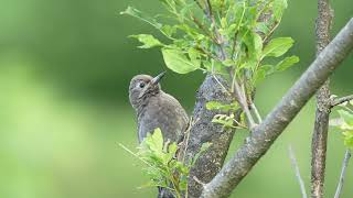 20240726 Juvenile Yellowbellied Sapsucker Pleasant Valley Wildlife Sancutary Lenox MA [upl. by Kanal595]