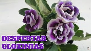 Gloxinia snningia cultivo como despertar bulbos chuyito jardinero [upl. by Entsirhc810]