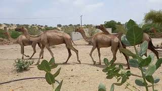 camel videos  camel walking  camel surviver in thar deserts camel camellife camelsound [upl. by Akemej677]