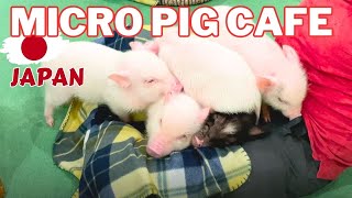 Visiting Japans Micro Pig Cafe Tokyo mipig cafe  animals cafe experience  Mustvisit attractions [upl. by Mil723]