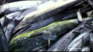 Seychellen Angeln  Seychelles Fishing powered by Reisefernsehencom  Reisevideo  travel video [upl. by Hareema]