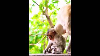 monkeymonkey man trailermonkey quizmonkey app rizzmonkey asmr [upl. by Assenab]