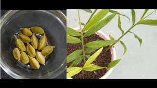 How to grow Cardamom plant from seedHow to Care Green Cardamom [upl. by Aenej931]