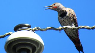 Northern Flicker Woodpecker LOUD Sounds Calling [upl. by Spiegleman]