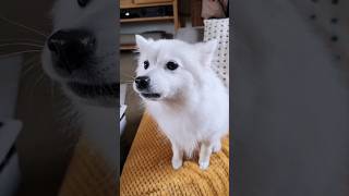 Japanese Spitz barks at sounds from the street but hides behind me japanesespitz dog [upl. by Akienaj]