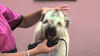 Grooming a Soft Coated Wheaten Terrier in a NonTraditional Trim [upl. by Noffihc332]