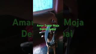 Amar Chhoto Sona Sathe Aktu Khela Korchhilam doglover cutepuppylovers [upl. by Ziom]