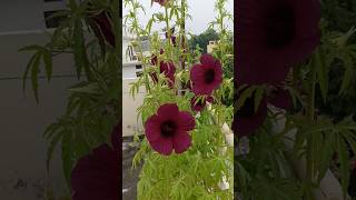 Beautiful Cranberry hibiscus foryou plants balconyflowers [upl. by Fauch]