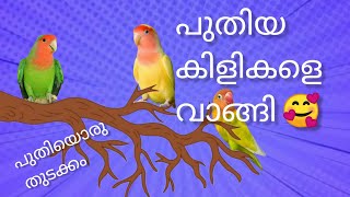 അങ്ങനെ ഞാനും വാങ്ങി 🥰🥰🥰🥰birds farming africanlovebirds [upl. by Yssenhguahs234]