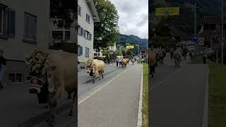 Alpabzug Schiers Graubünden 🇨🇭cow kühe alpabzug graubünden switzerland mountains farming [upl. by Musser]