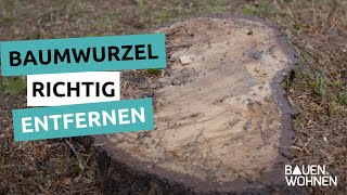 Gartentipp Baumwurzeln richtig entfernen  Stockfräsen Wurzeln entfernen ohne ausgraben [upl. by Dilks]