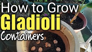 How to Grow Gladioli in Containers  Container Gardening  Gardening for Beginners [upl. by Eggleston]