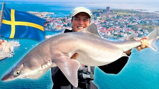 WIR FANGEN 100 HAI IN SCHWEDEN 🦈 [upl. by Gninnahc]