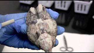 Sheep Brain Dissection Pt 1 0f 2 [upl. by Drannel]