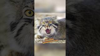 Pallass Cat  The Most Expressive Cat animalenigmas [upl. by Nahtanoy785]