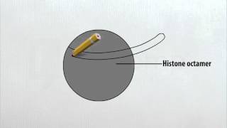 Diagram of a Nucleosome  DM  Class 12 [upl. by Patsis]