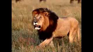 Mating Shaba Animals  Nature  Planet Doc Full Documentaries [upl. by Anatola664]