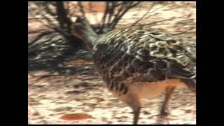 Birds of South Australia [upl. by Ahsian]