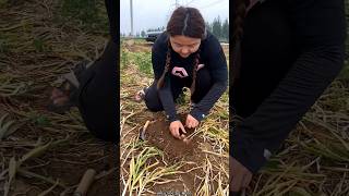 Amazing Garlic 🧄🧄 Harvesting from Farm by Rural Farmer shorts garlic amazing youtubeshorts [upl. by Pappas344]