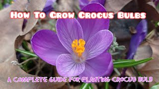 A Complete Guide for Planting Crocus BulbPlanting Care Cultivation Propagation History [upl. by Illac]