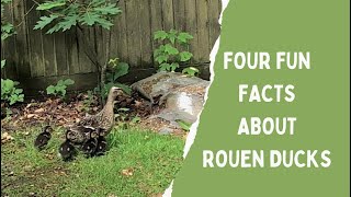 Four fun facts about Rouen Ducks [upl. by Myrwyn]