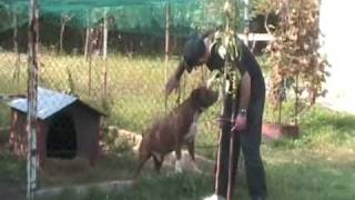 Bandog ATILA integral version [upl. by Norahc741]