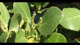 Phillyrea latifolia commonly known as green olive tree or mock privet [upl. by Ahser]