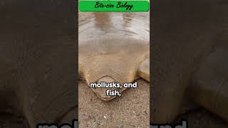 Cantors Softshell Turtle The Hidden Giant [upl. by Kirsti]