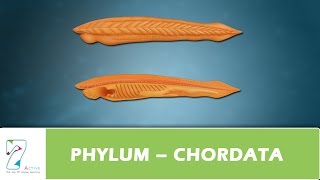 PHYLUM – CHORDATA [upl. by Nalad726]