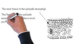 12 GCSE Plant Cell Organisation [upl. by Marcus]