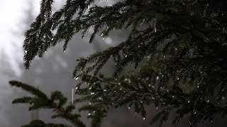 Relaxing Forest Rain Sounds for Sleeping Relax Study  6 Hours Sounds of Rain [upl. by Gnov313]