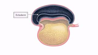 General Embryology  Detailed Animation On Embryonic Folding [upl. by Ohl]