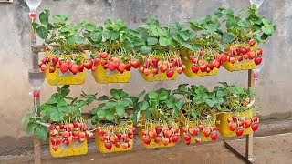 Tried growing strawberries in discarded plastic bottles but surprisingly there were too many [upl. by Ardnazil]