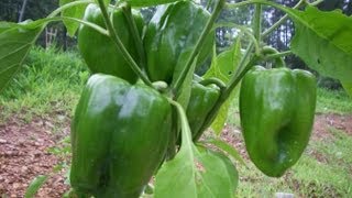 Peppers 4 weeks after fertilizing [upl. by Auqenehs104]