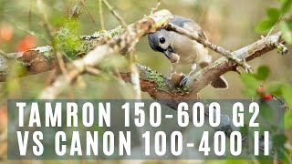 TAMRON 150600mm G2 vs CANON 100400mm II for BIRD PHOTOGRAPHY [upl. by Ruhnke]