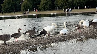 London’s Kensington Gardens 🇬🇧 [upl. by Eeliram700]