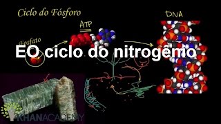 Ciclo de fósforo  Ecologia  Biologia  Khan Academy [upl. by Lenoil512]