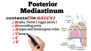 Posterior Mediastinum Contents Mnemonic [upl. by Eenolem]