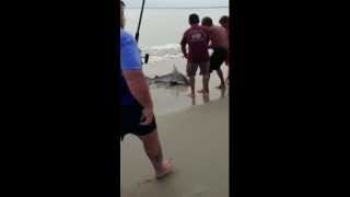 Spinner shark at OBX [upl. by Uok336]