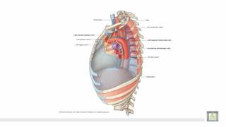 Anatomy 1  C1  L6  Posterior mediastinum amp radiology of the thorax [upl. by Yremogtnom409]